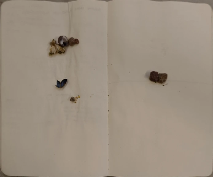 2025 - Sabrina Maselli(5).jpg