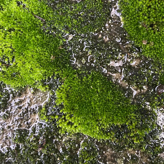 Moss
