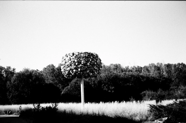 monocoltura o biodiversità?