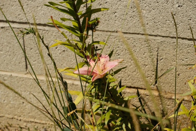tagliare o fotografare