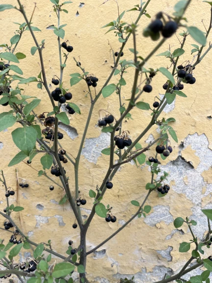 CHIARA GENTILI_24.10.2025_Ravenna_foto n.7 - Chiara Gentili.jpg