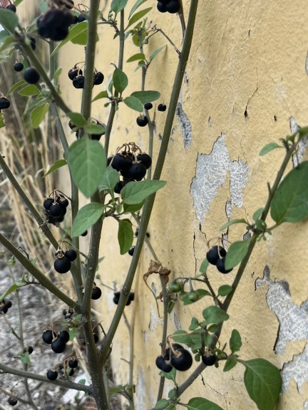 CHIARA GENTILI_24.10.2025_Ravenna_foto n.8 - Chiara Gentili.jpg