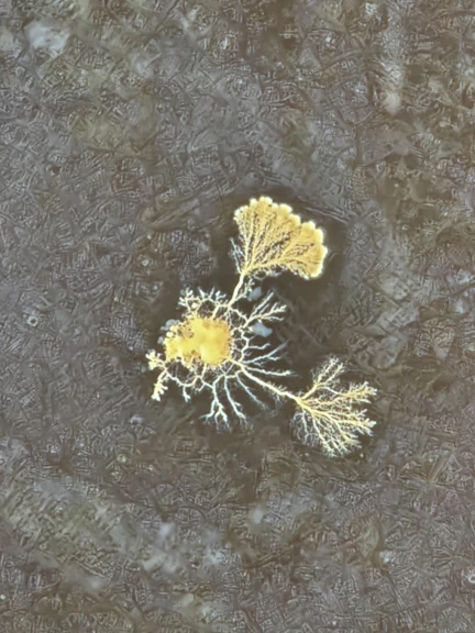 L'espansione di un fungo